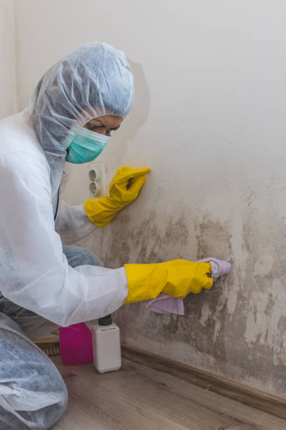 Best Comprehensive Air Testing for Mold Contaminants  in Kirtland, OH