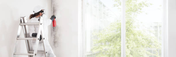 Best Black Mold Removal  in Kirtland, OH